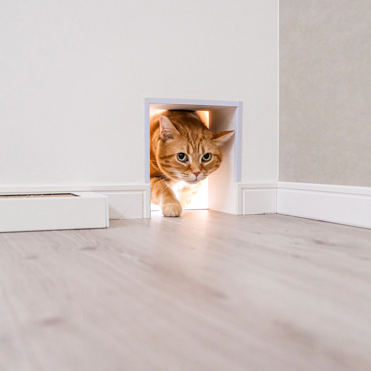 【モニター募集】愛犬・愛猫と暮らすユーザーさん最大50名様大募集♪ペットSNS「moflog」を体験してみませんか？
