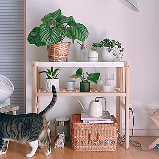 【無料モニター】置いてスイッチオンするだけで、おうちを防虫。マモルームを50名様にプレゼント!