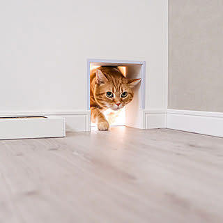 【モニター募集】愛犬・愛猫と暮らすユーザーさん最大50名様大募集♪ペットSNS「moflog」を体験してみませんか?
