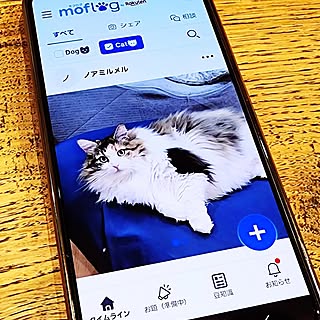投稿から豆知識まで、楽しみ方はいろいろ!愛犬・愛猫と暮らすユーザーさんのためのペットSNS「moflog」