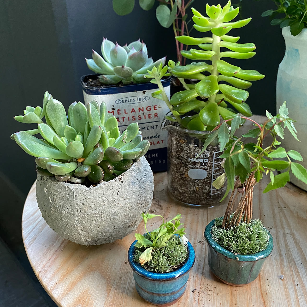 沸騰ブラドン 新品 あかる カートゥーン 鉢植木鉢多肉植物寄せ植え 盆栽 工芸品
