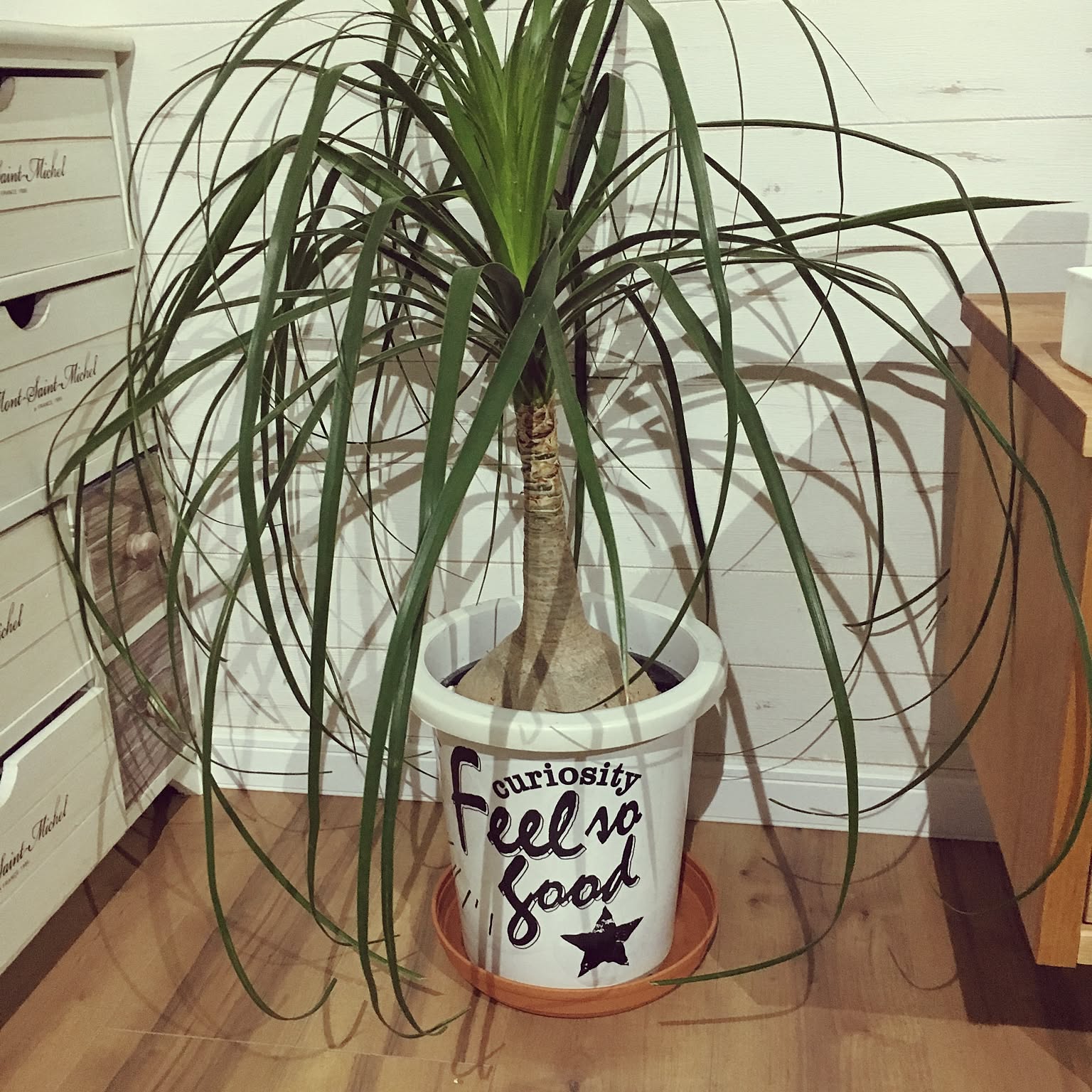 観葉植物 トックリラン ポニーテールのおすすめ商品とおしゃれな