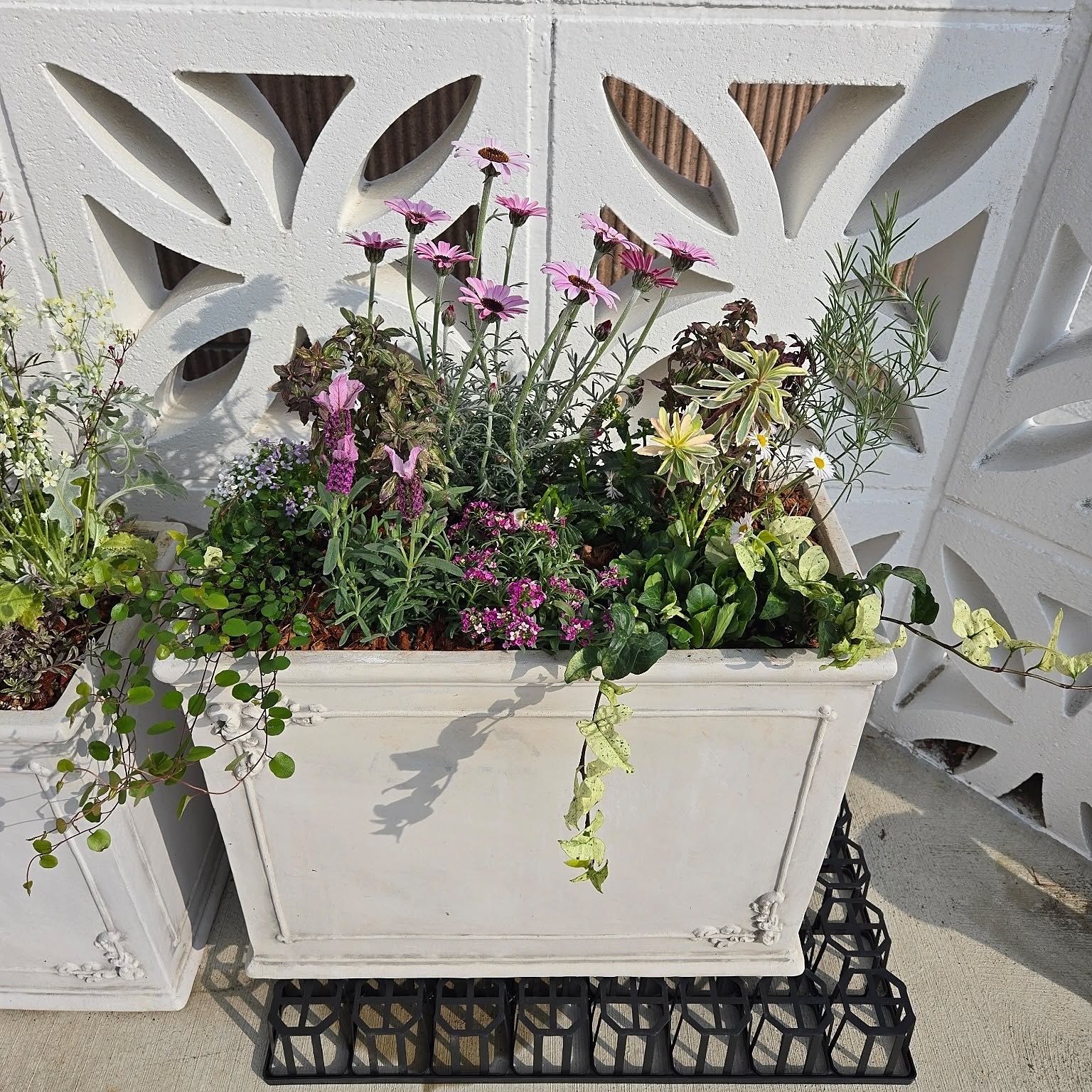 寄せ植え 白い鉢のおすすめ商品とおしゃれな実例 ｜ RoomClip（ルーム