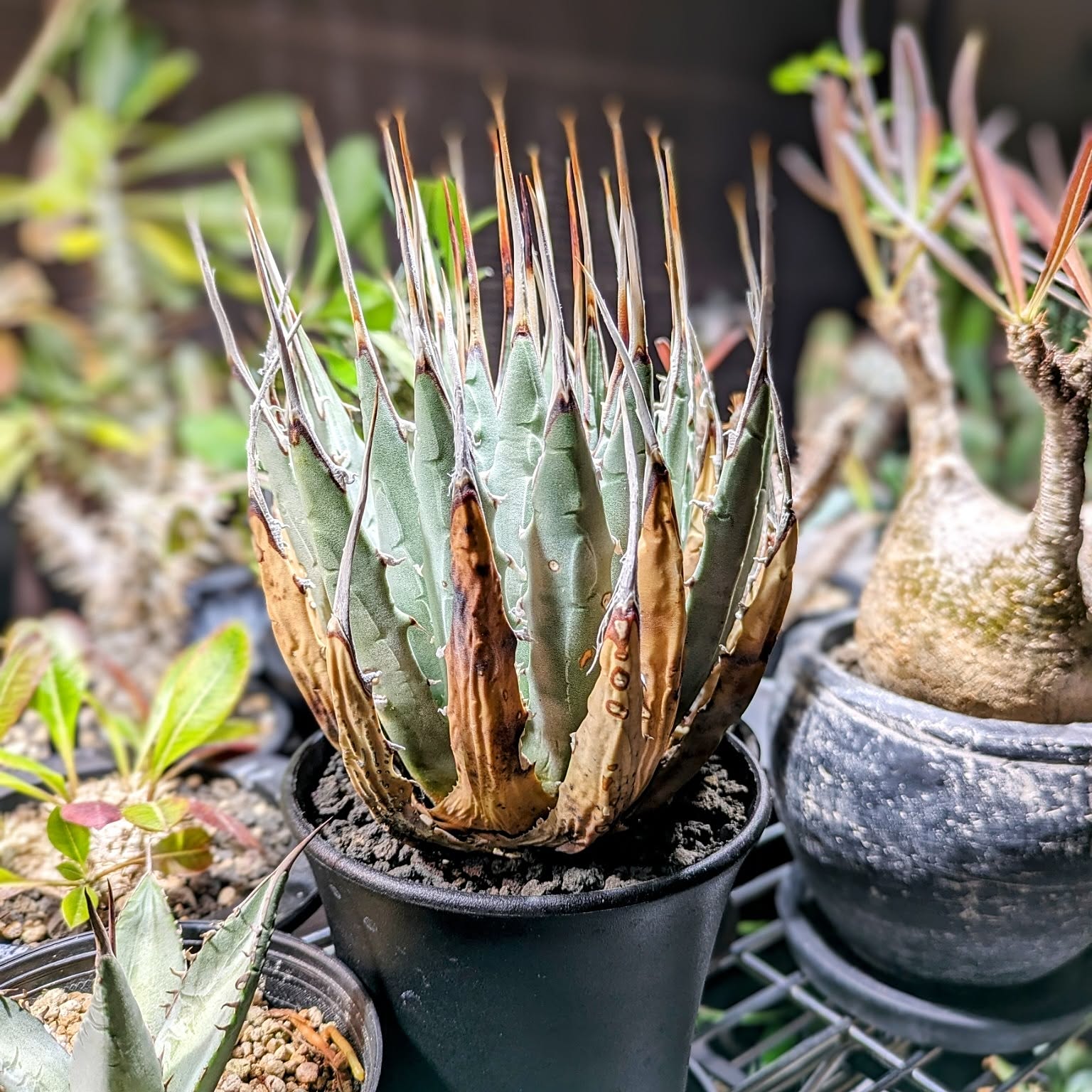 アガベ/塊根植物/チタノタ/ユタエンシス/パキポディウムグラキリス