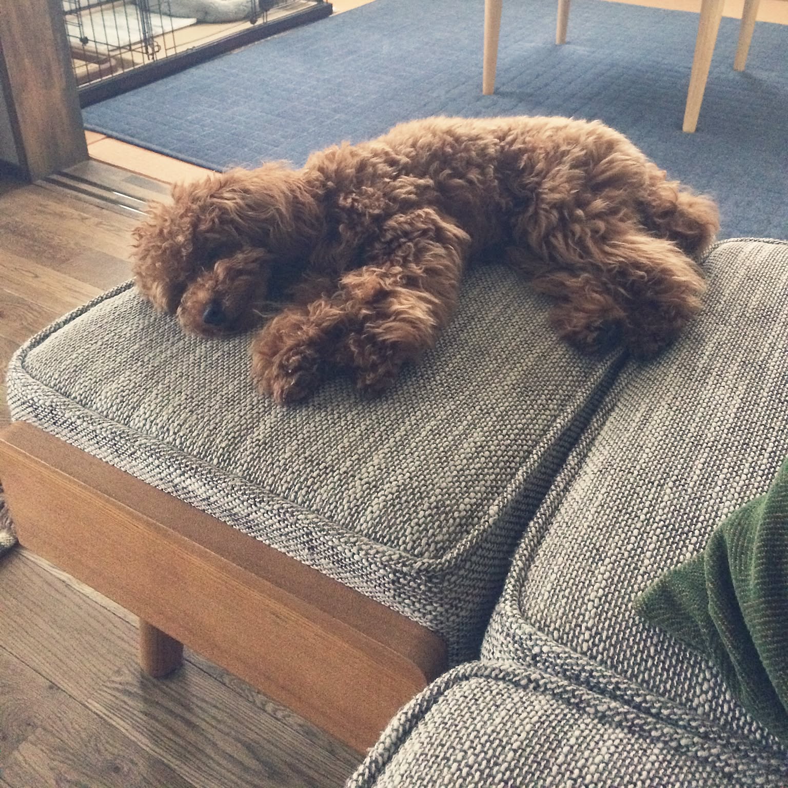 unico ウニコ ペットドーム 犬、猫 未使用品 ウニコ unico FINI