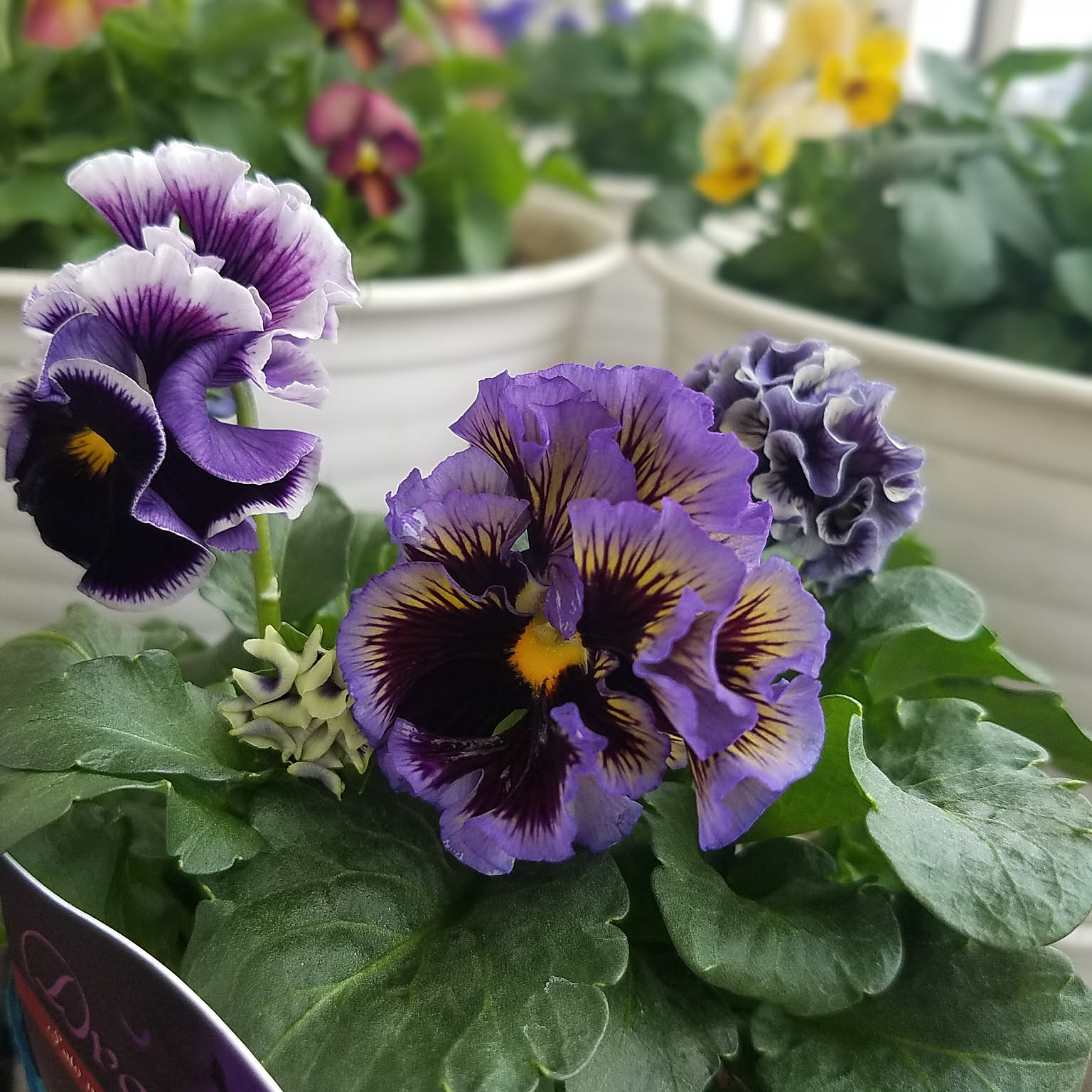 フリルビオラとパンジーの寄せ植えリース♪ 癒しand運気アップに♪ 花 フリルビオラとパンジーの寄せ植えリース♪ 癒しand運気アップに