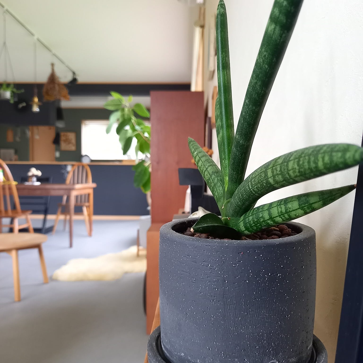 IDEE 観葉植物のおすすめ商品とおしゃれな実例 ｜ RoomClip（ルーム