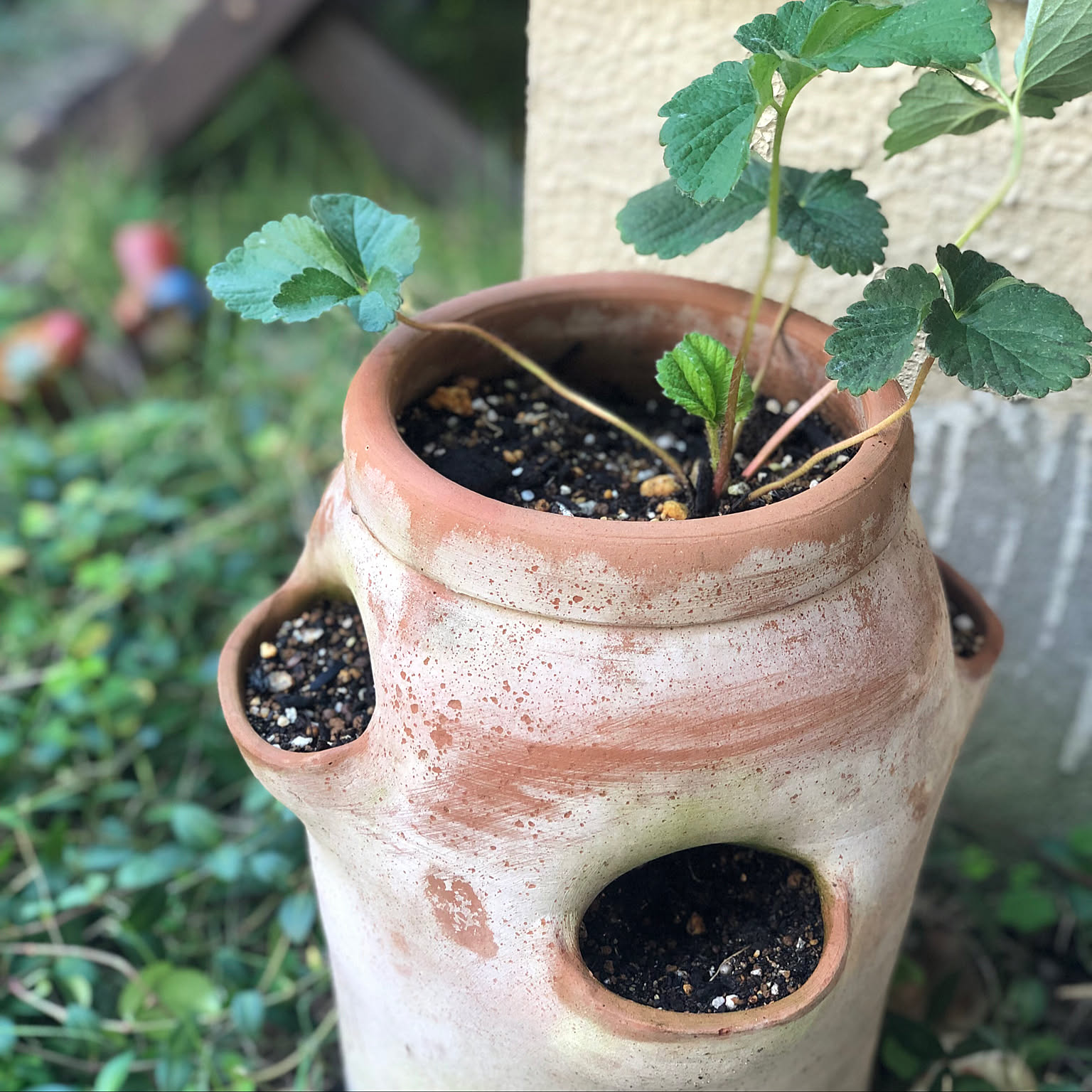 ヴィンテージ　鉢　ストロベリーポット　寄せ植え イタリア製 楽天市場】テラコッタのかわいいストロベリーポット 大素焼き 鉢