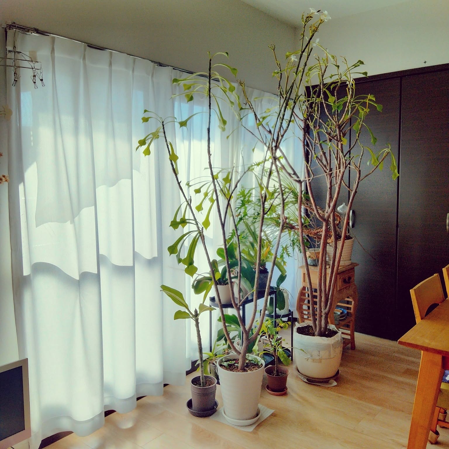 プルメリアの鉢のおすすめ商品とおしゃれな実例 ｜ RoomClip（ルーム