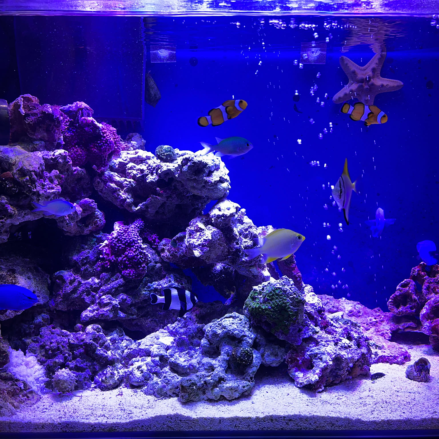 アクアフレーム 4個セット 海、ダイビング、魚、観賞魚、水槽好きの方