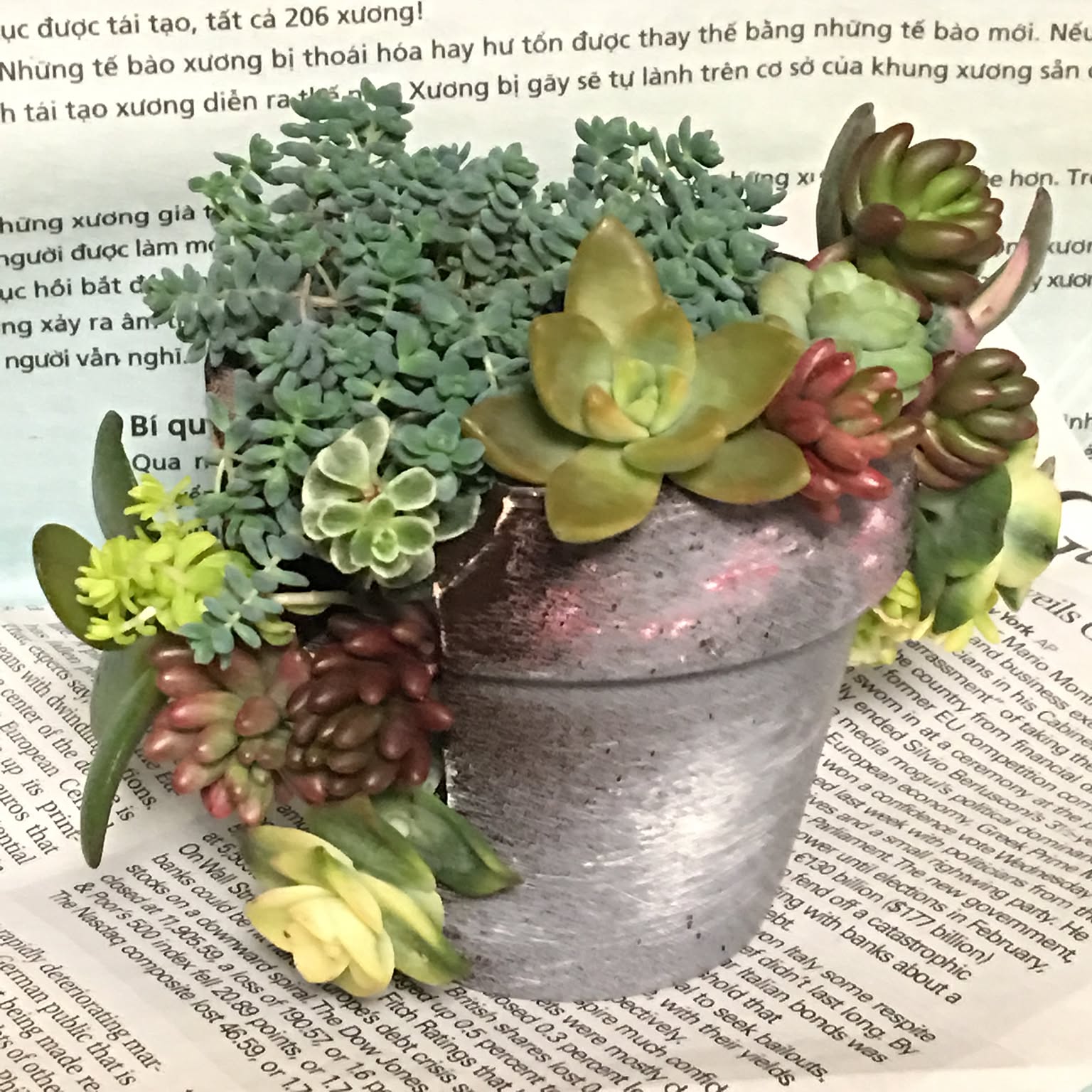 多肉植物 素焼きの鉢リメイクのおすすめ商品とおしゃれな実例