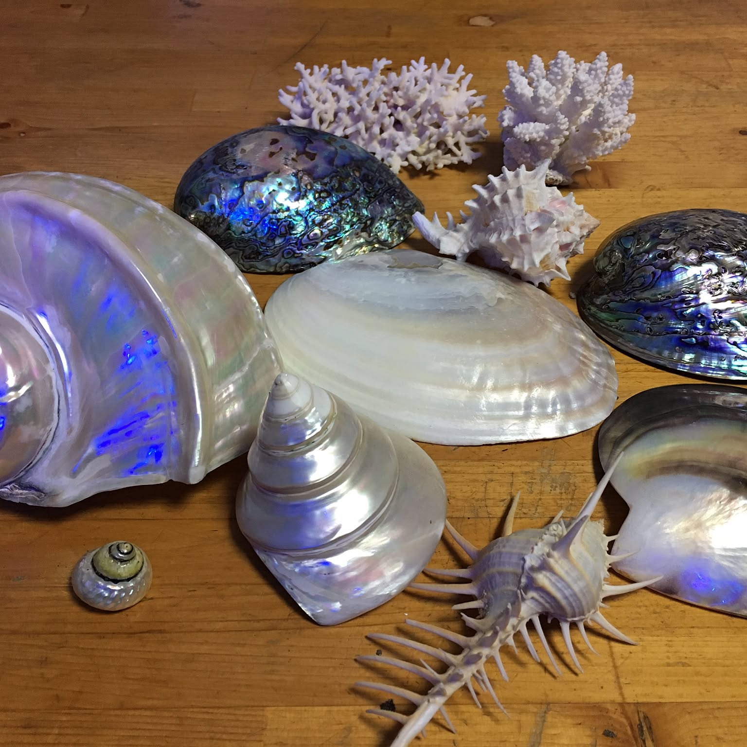 夜光貝のインテリア実例 ｜ RoomClip（ルームクリップ）