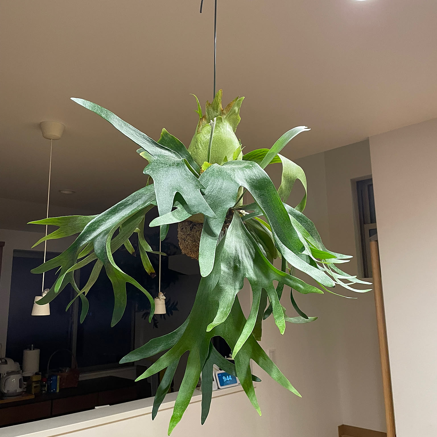 壁/天井 ビカクシダ・ビフルカツムのインテリア実例 ｜ RoomClip