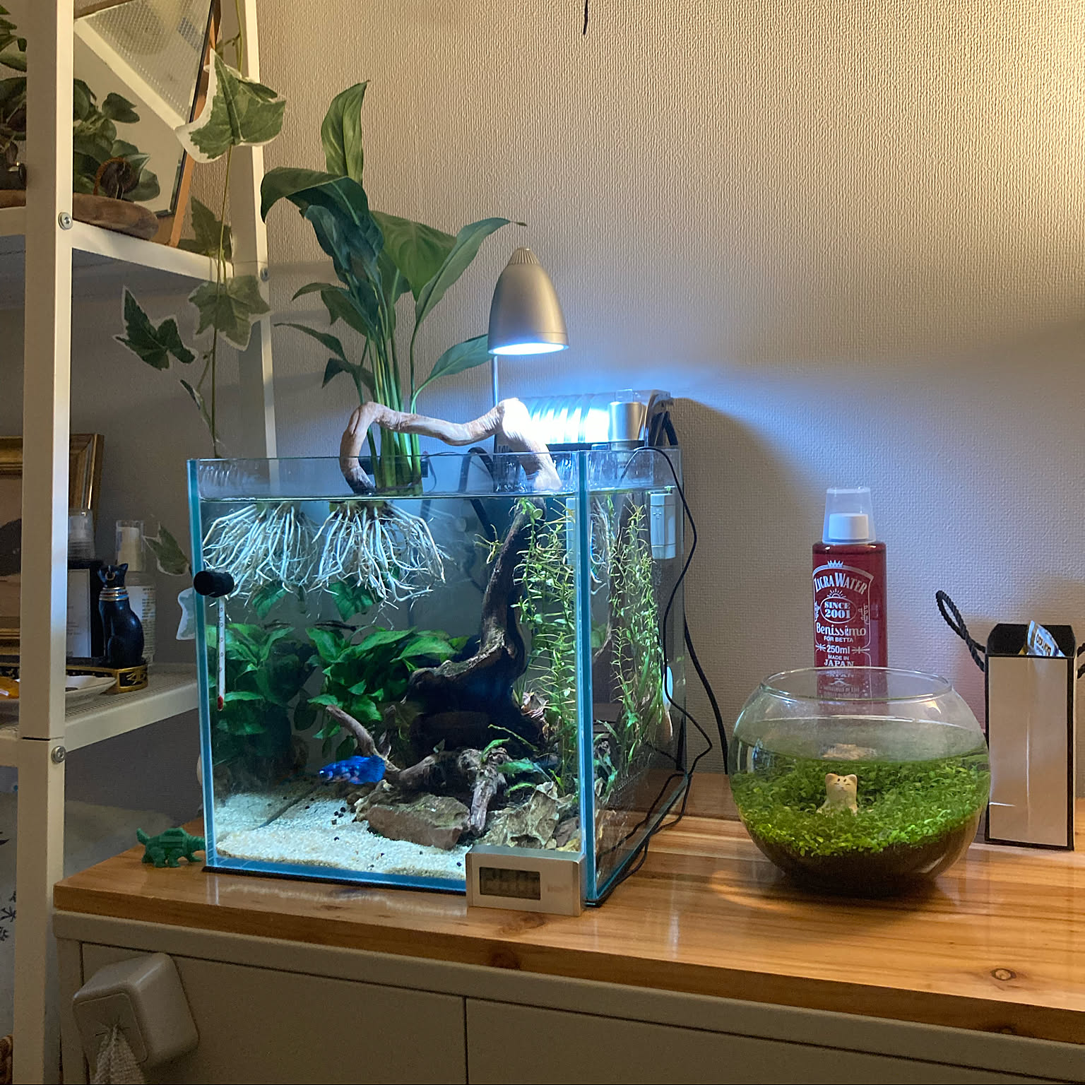 水槽/アクアリウム/ベタ/リビングのインテリア実例 - 2022-04-01 19:09:55 ｜ RoomClip（ルームクリップ）