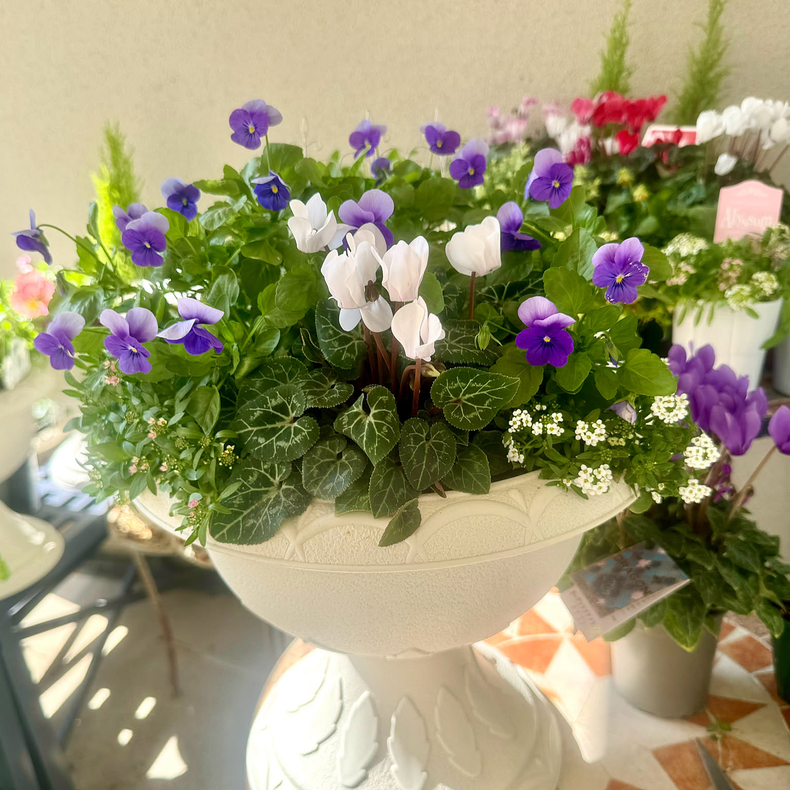 シクラメン パンジー寄せ植えのおしゃれなアレンジ・飾り方の