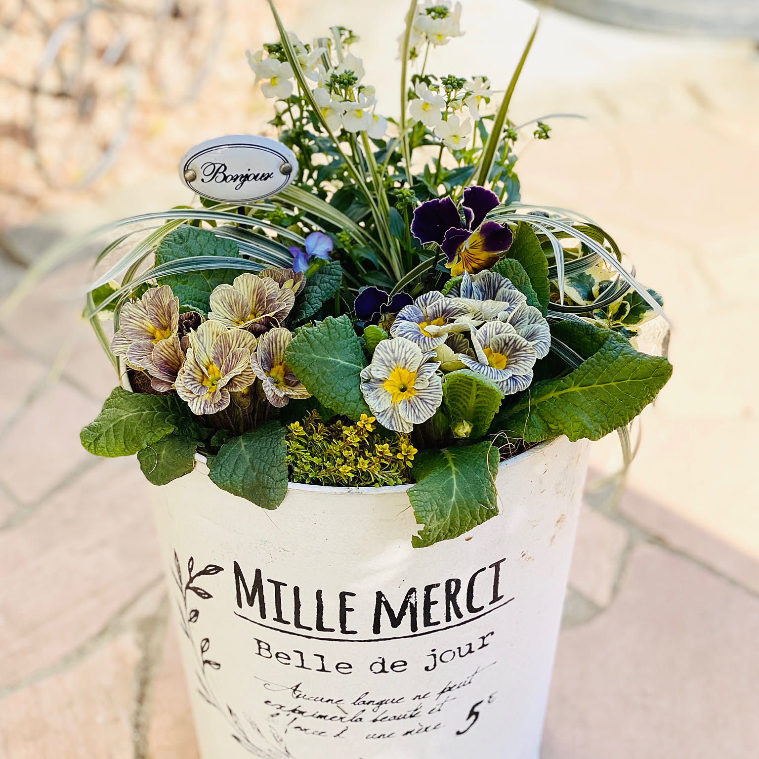 専用 プリムラジュリアン寄植え他6種 クレイフラワー 日陰OK