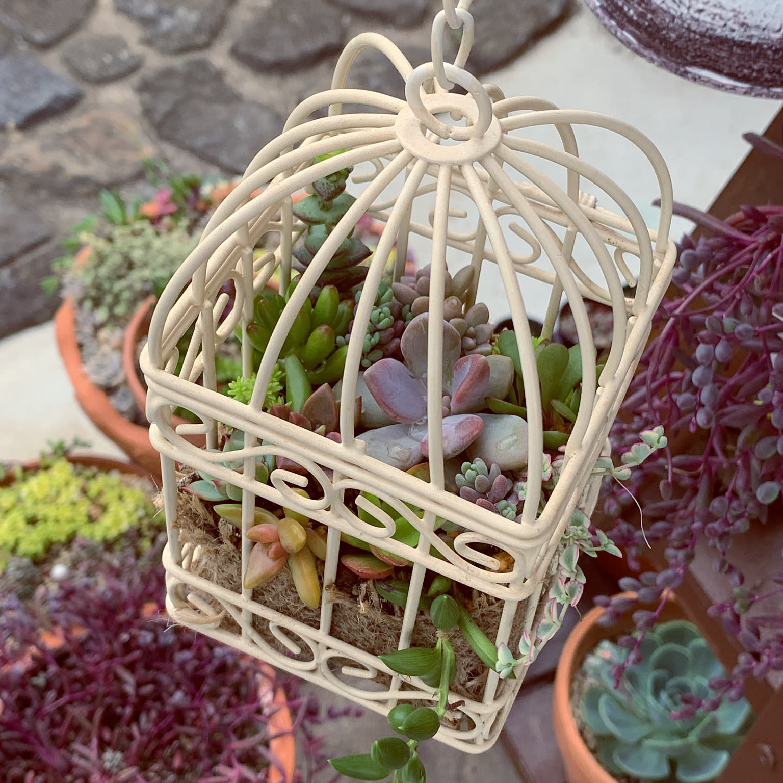 鳥かご 多肉寄せ植えのおすすめ商品とおしゃれな実例 ｜ RoomClip