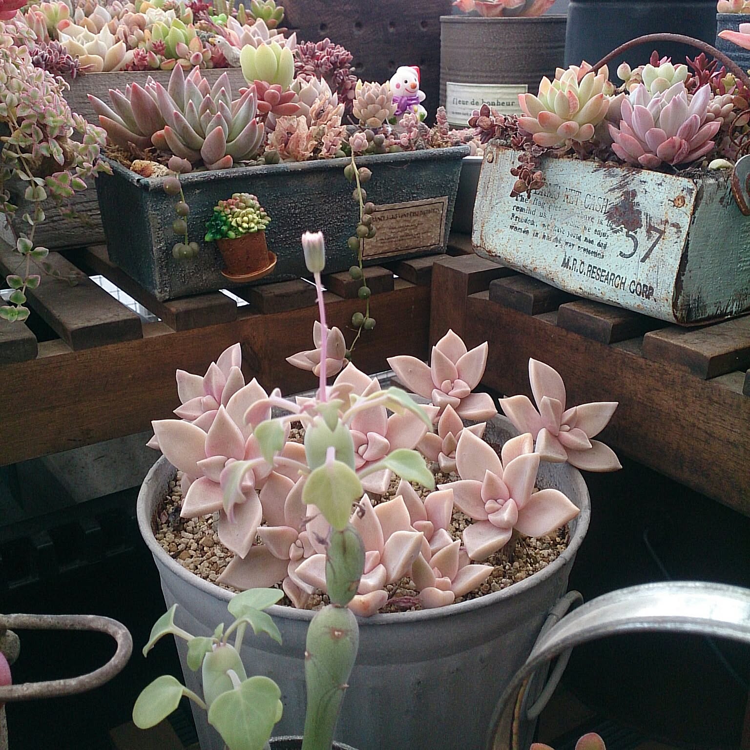 寄せ植え 朧月のインテリア実例 ｜ RoomClip（ルームクリップ）