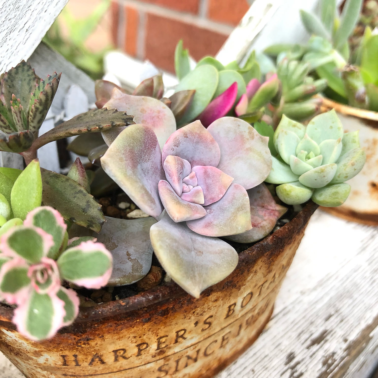 多肉植物 寄せ植え パープルディライト 白牡丹 レズリー セット☽・:*