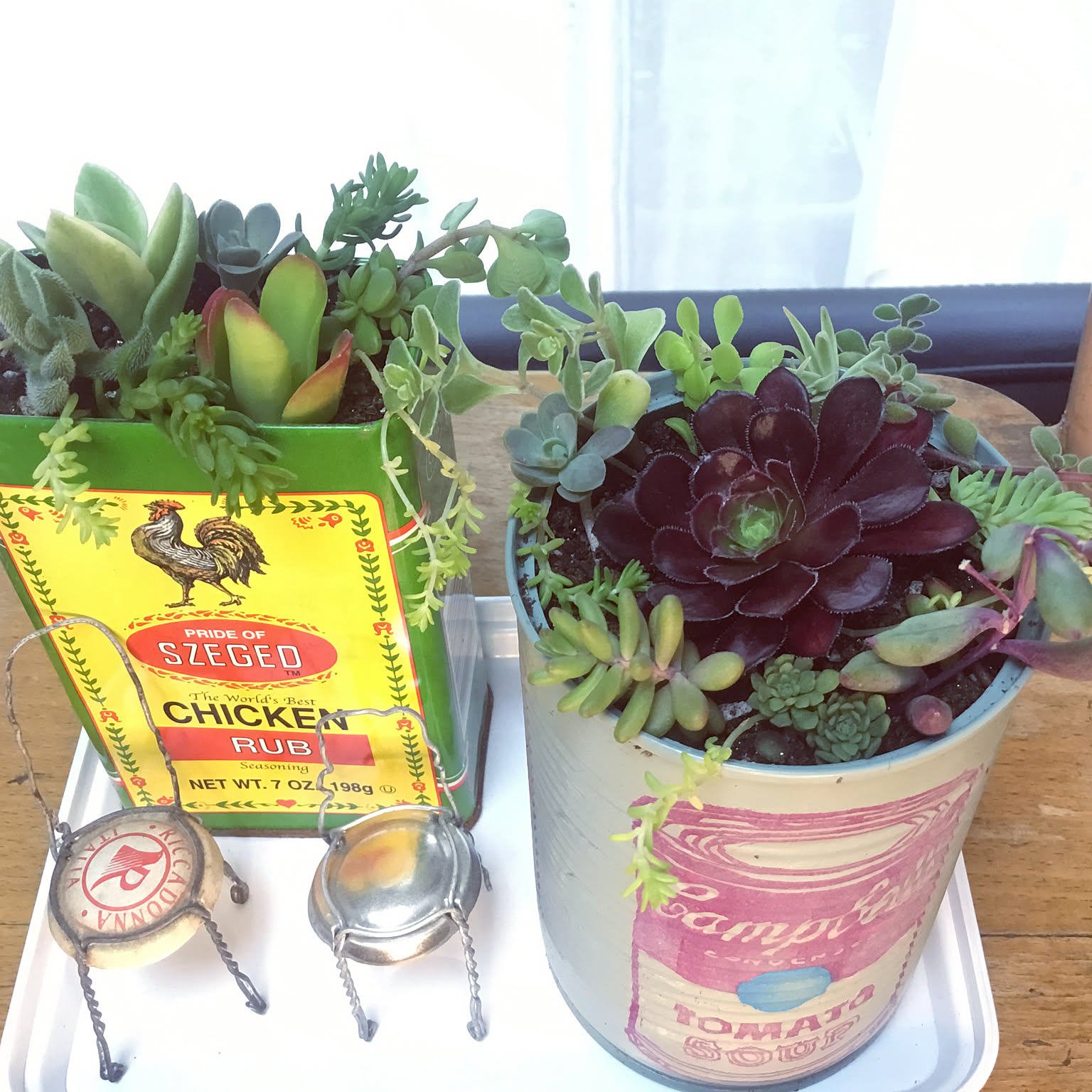 多肉寄せ植え ベビーサンローズのインテリア実例 ｜ RoomClip