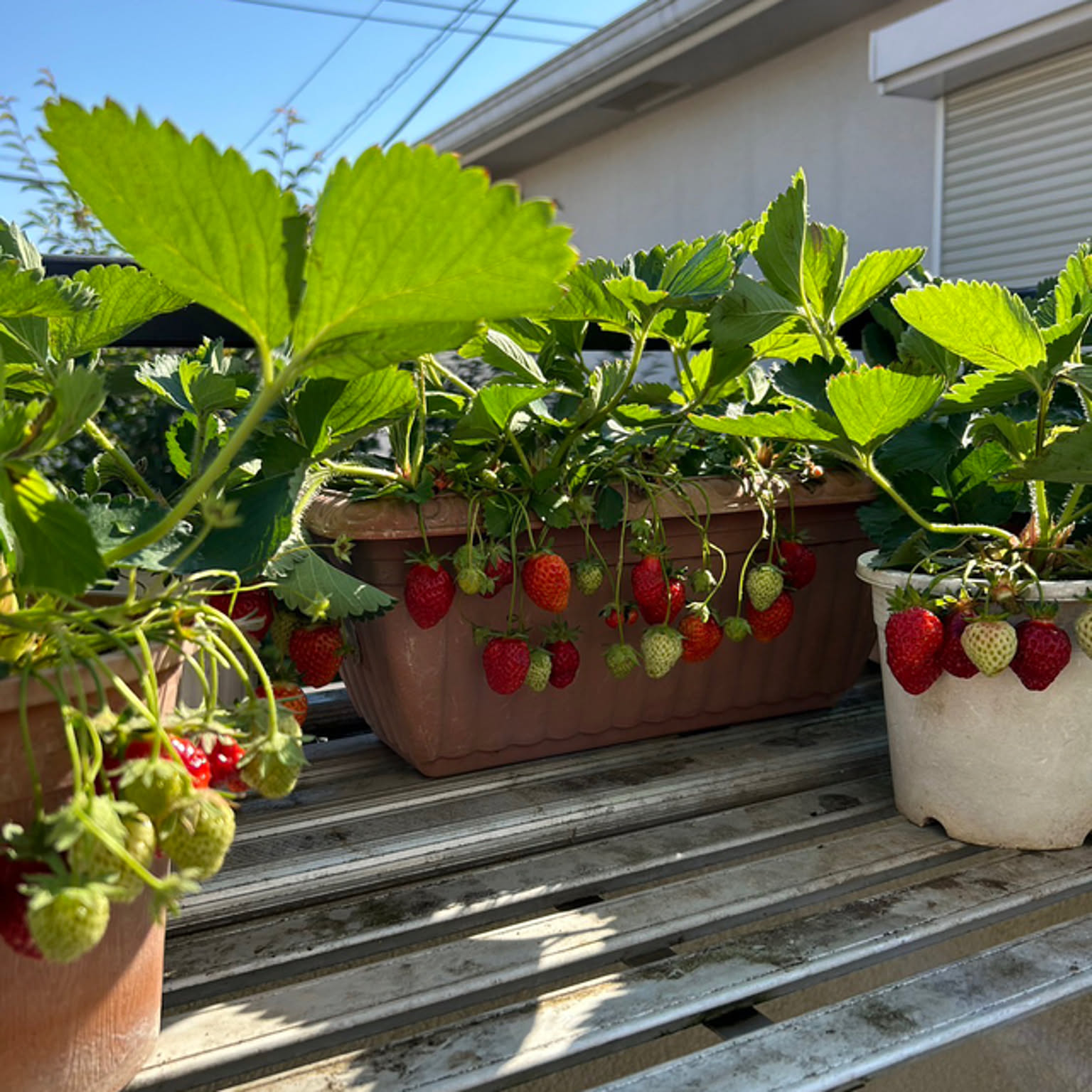 いちご栽培 イチゴ苗のインテリア実例 ｜ RoomClip（ルームクリップ）
