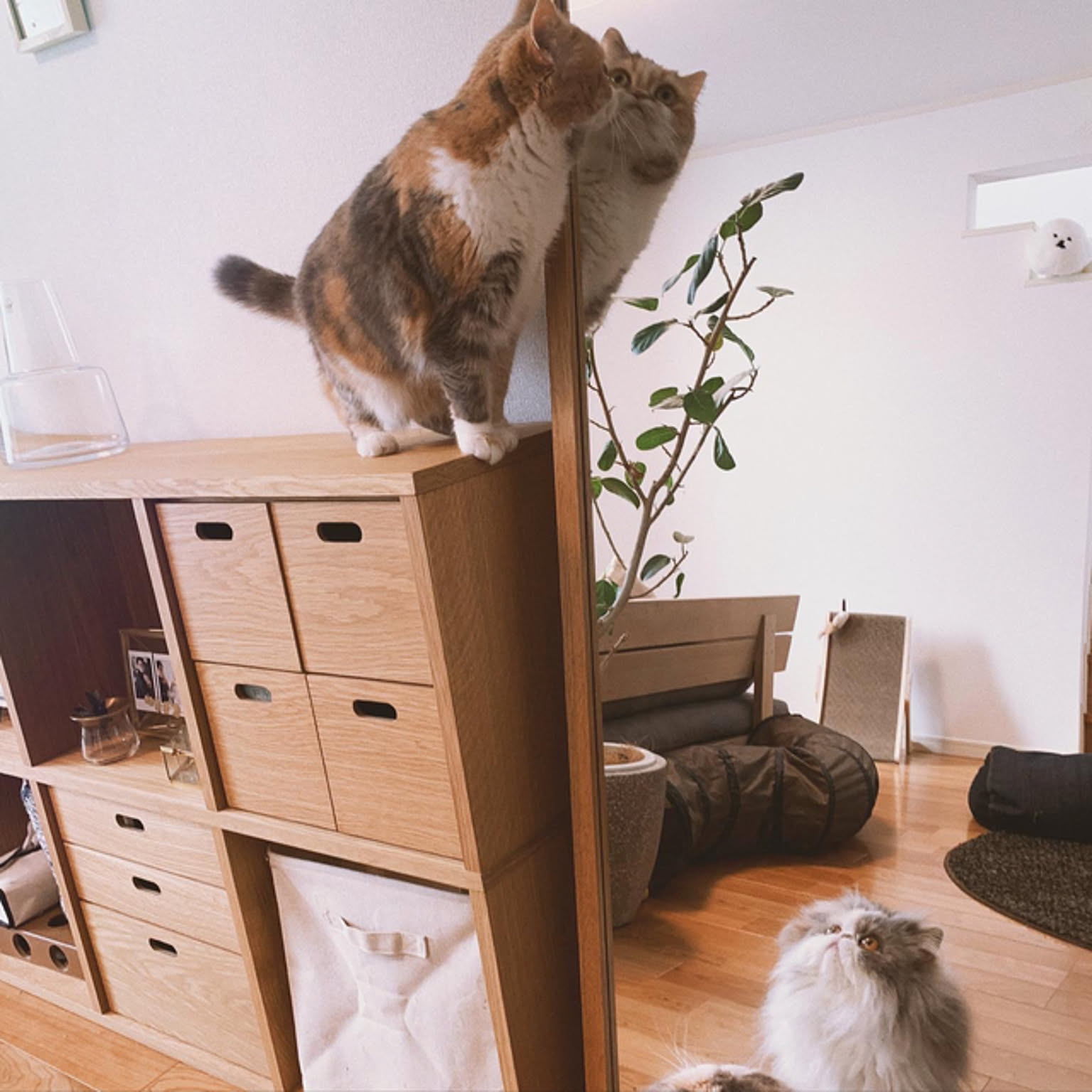 全身鏡 ACTUSのおすすめ商品とおしゃれな実例 ｜ RoomClip（ルーム