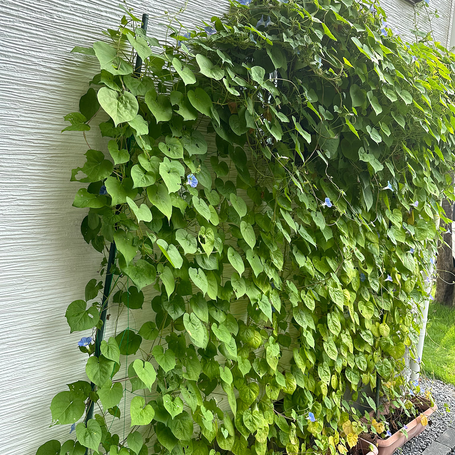 グリーンカーテン 朝顔のおすすめ商品とおしゃれな実例 ｜ RoomClip