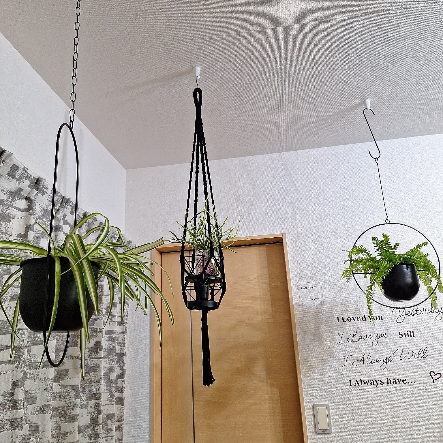 シダ植物 吊り下げ観葉植物のおすすめ商品とおしゃれな実例 シダ植物 吊り下げ観葉植物のおすすめ商品とおしゃれな実例