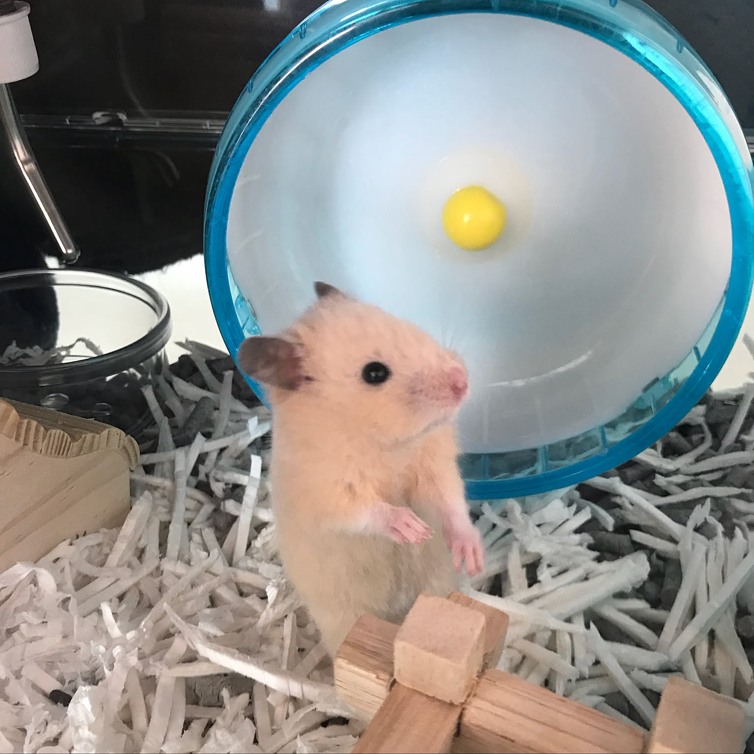 部屋全体 キンクマハムスターのインテリア実例 ｜ RoomClip（ルーム