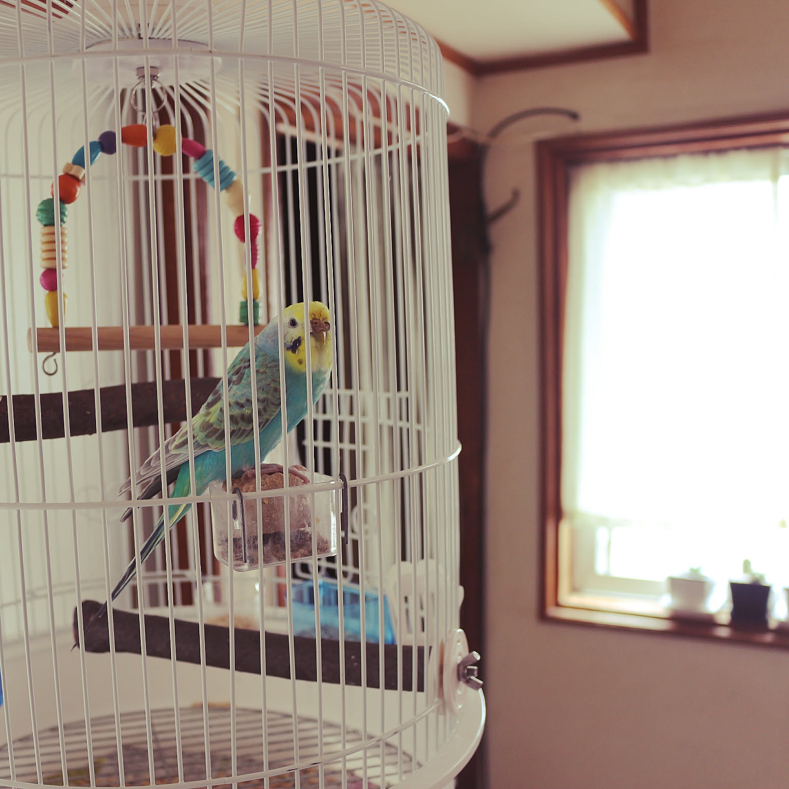 ✢ちょっと大きい立てて飾れるインコさん✢ 【公式通販】