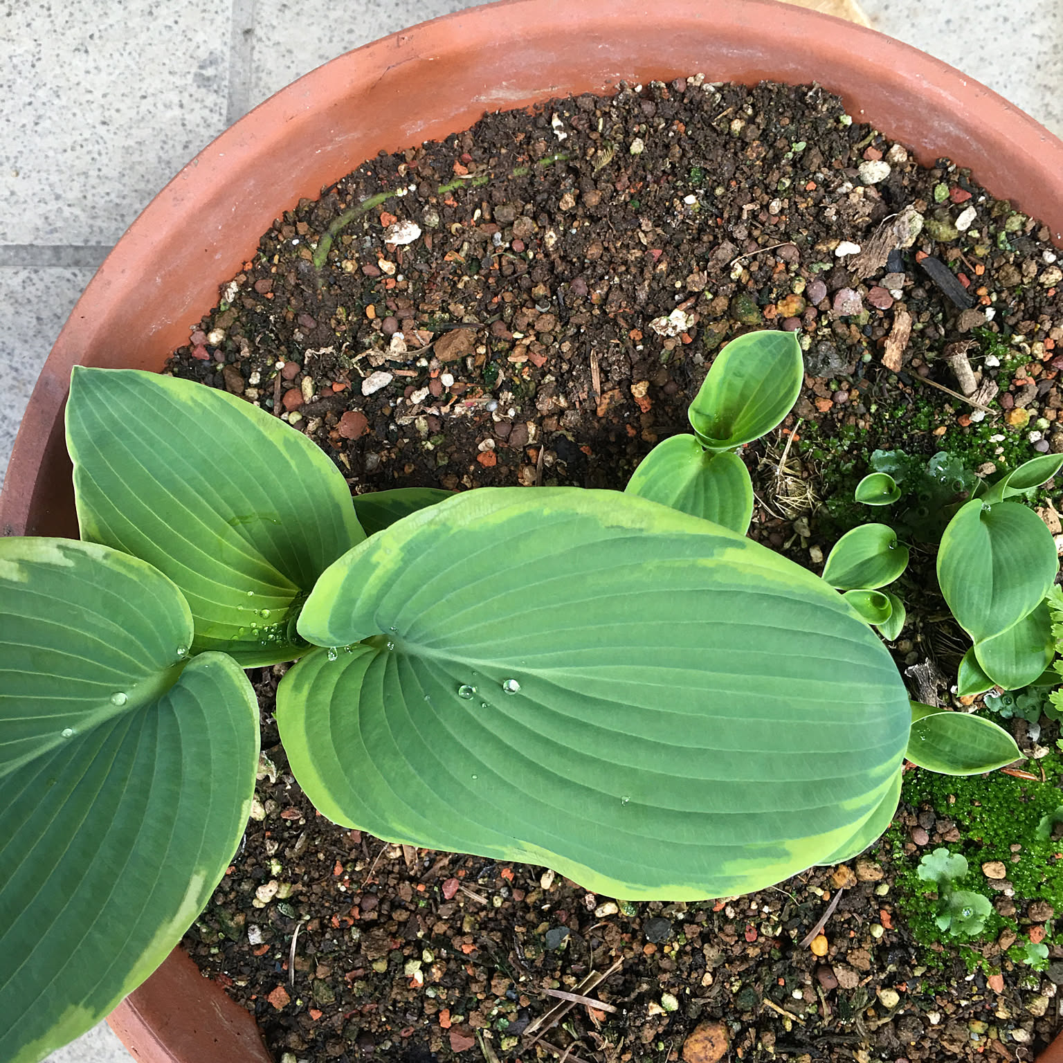 ギボウシの鉢植え /お渡し決定しました。ありがとうございました