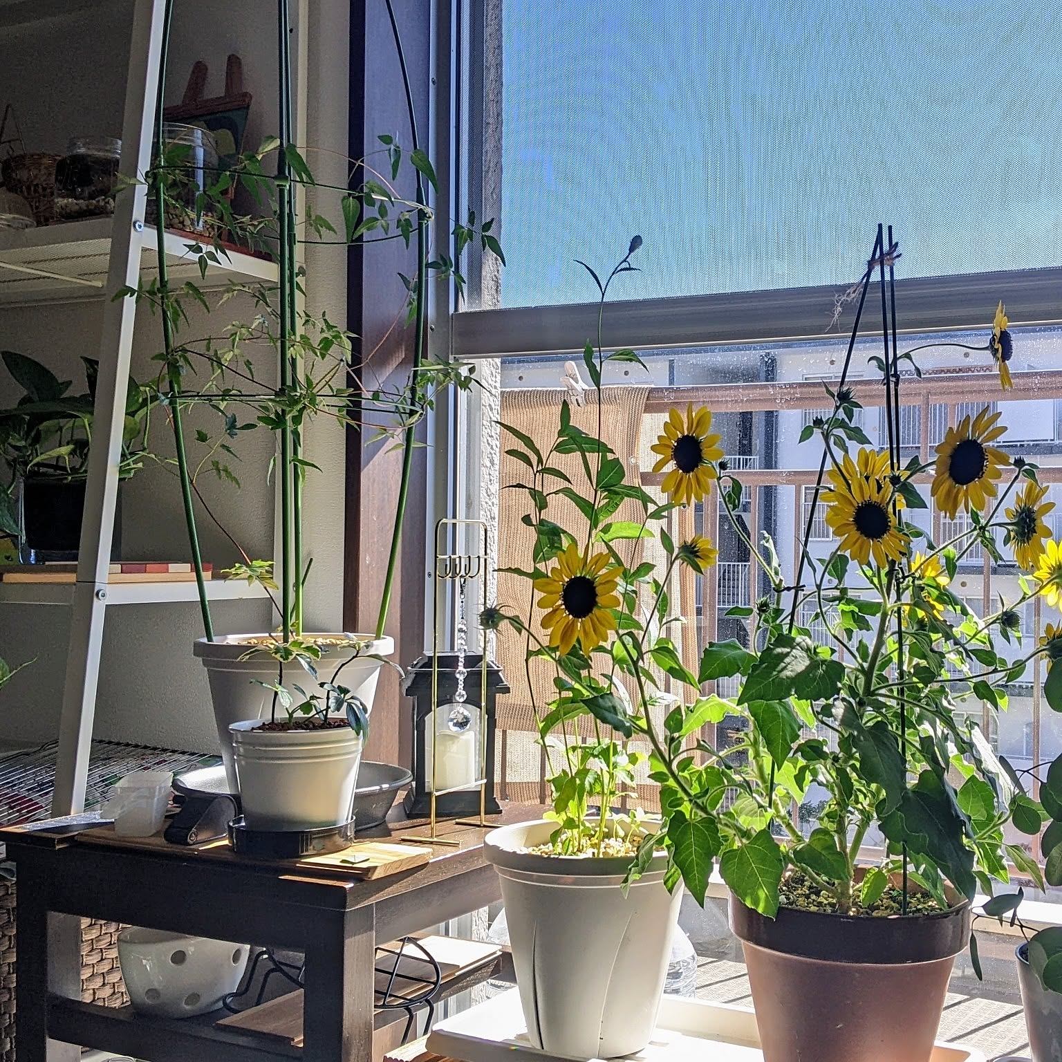鉢植え ひまわりのおすすめ商品とおしゃれな実例 ｜ RoomClip（ルーム