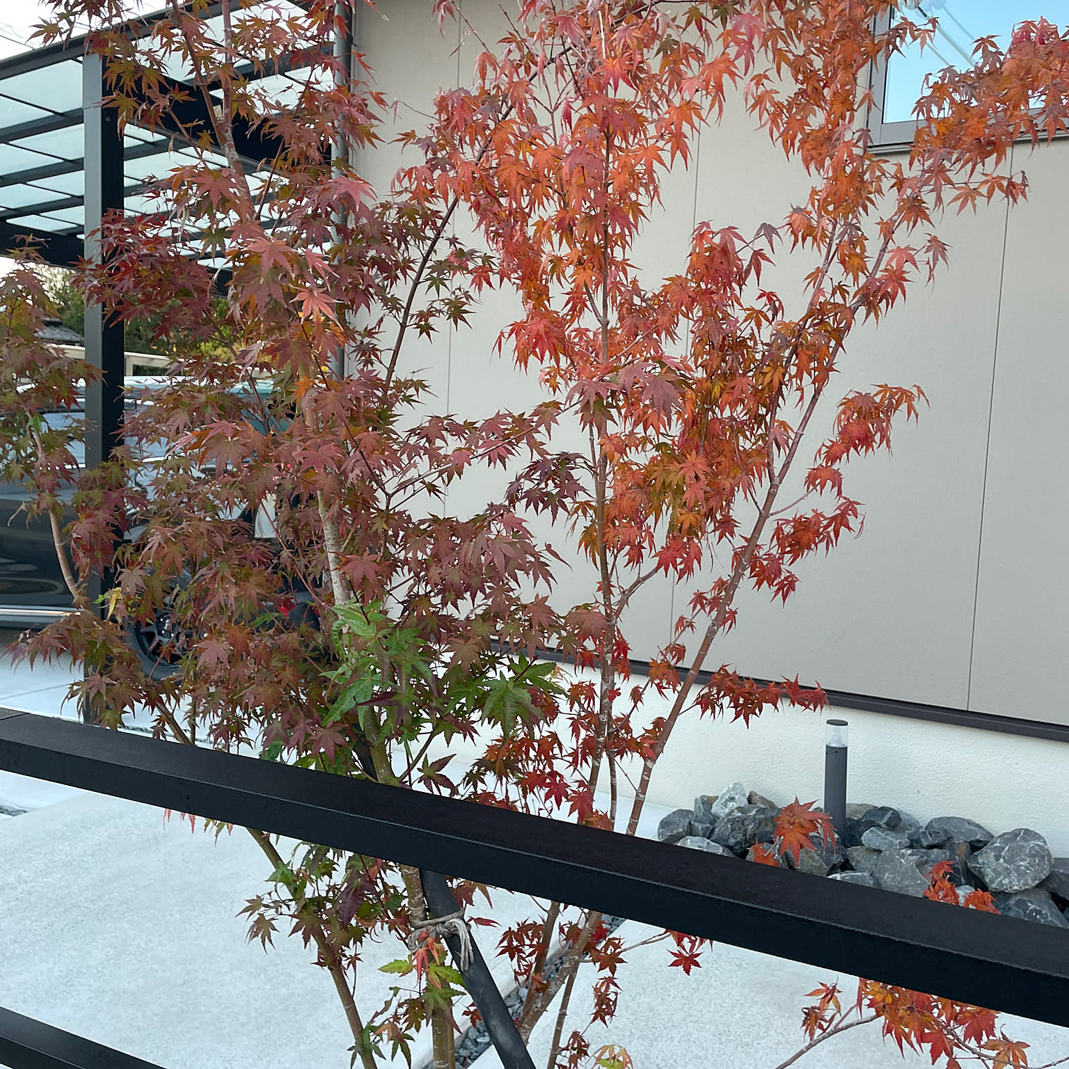 紅葉 イロハモミジのおしゃれなアレンジ・飾り方のインテリア実例