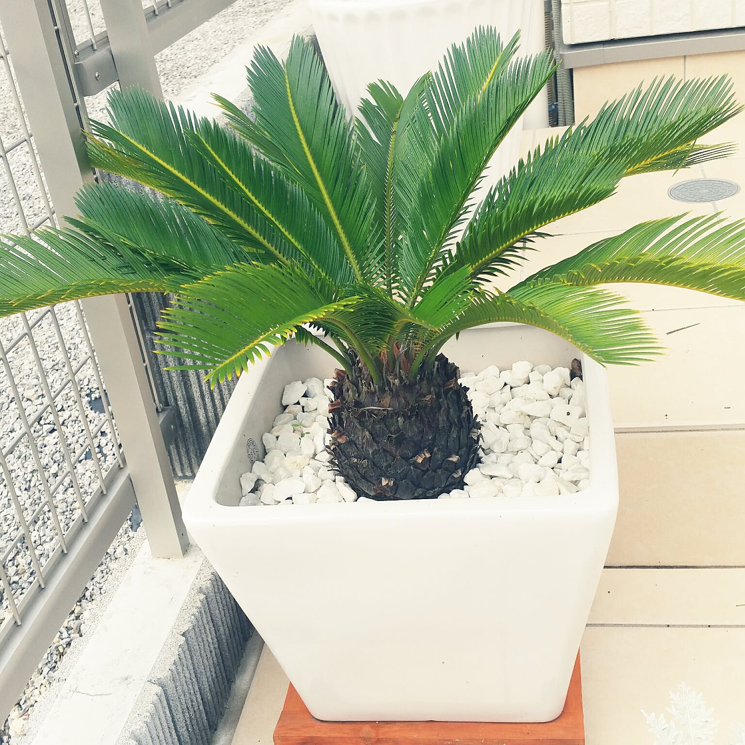 南国風 ソテツのおしゃれなアレンジ・飾り方のインテリア実例