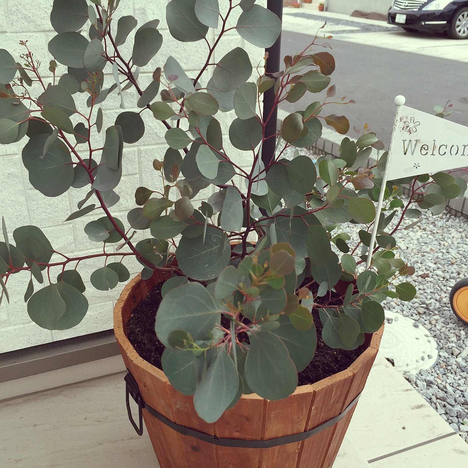 ぷりんこママ♡グレビレア ラナマリー ポット鉢植え ユーカリポポラス