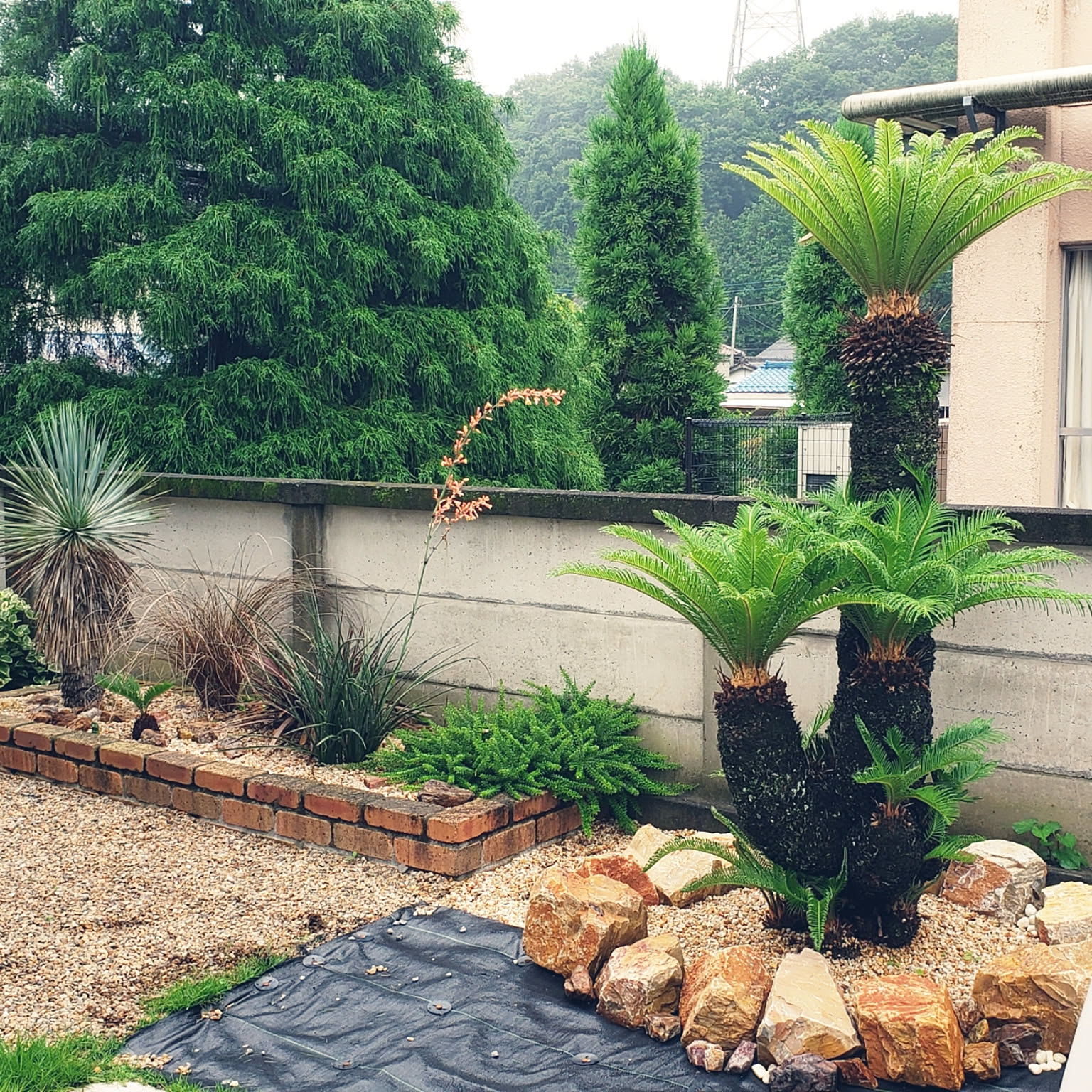 中央の石のみ みかも石 特大 ドライガーデン