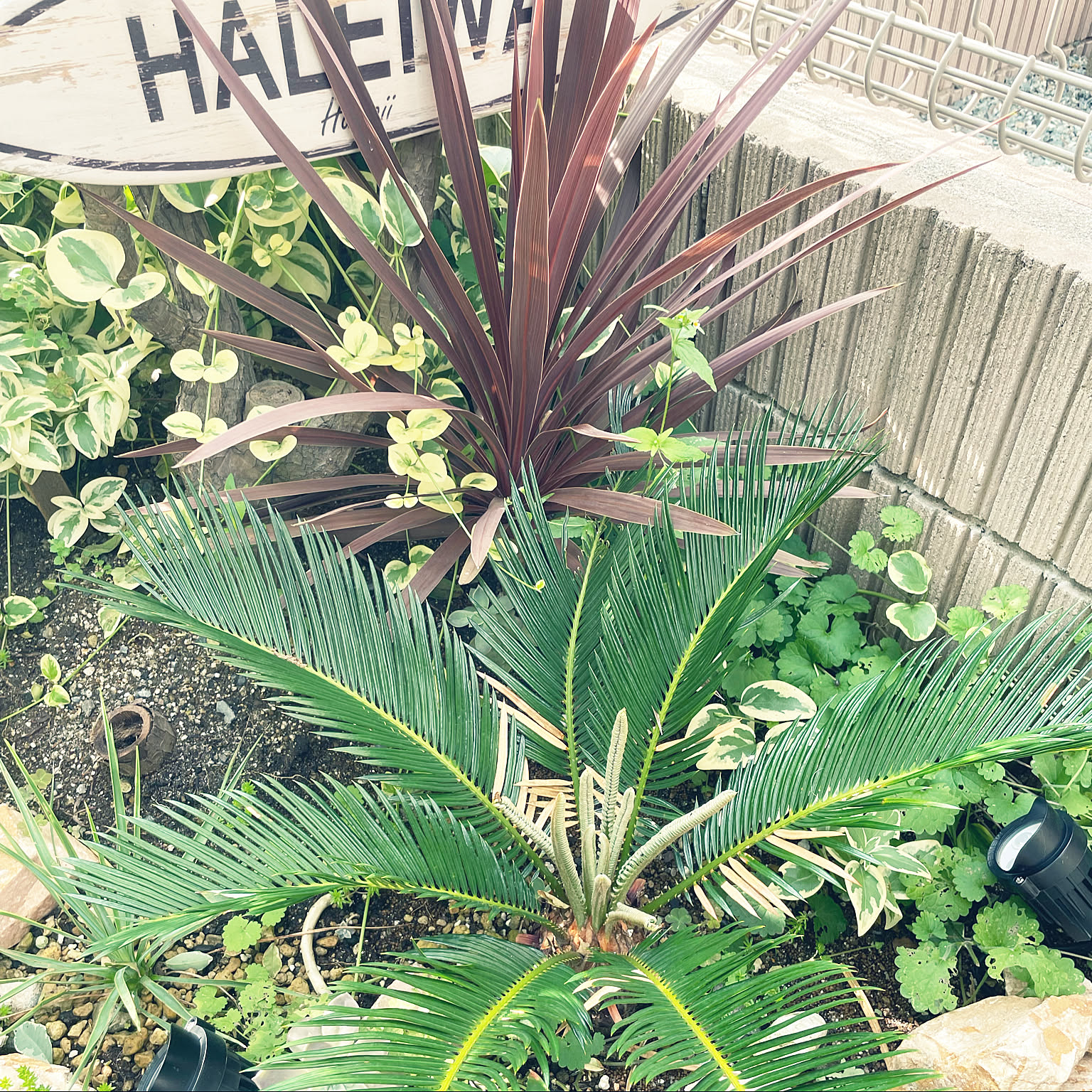 ガーデニング ソテツのおすすめ商品とおしゃれな実例 ｜ RoomClip