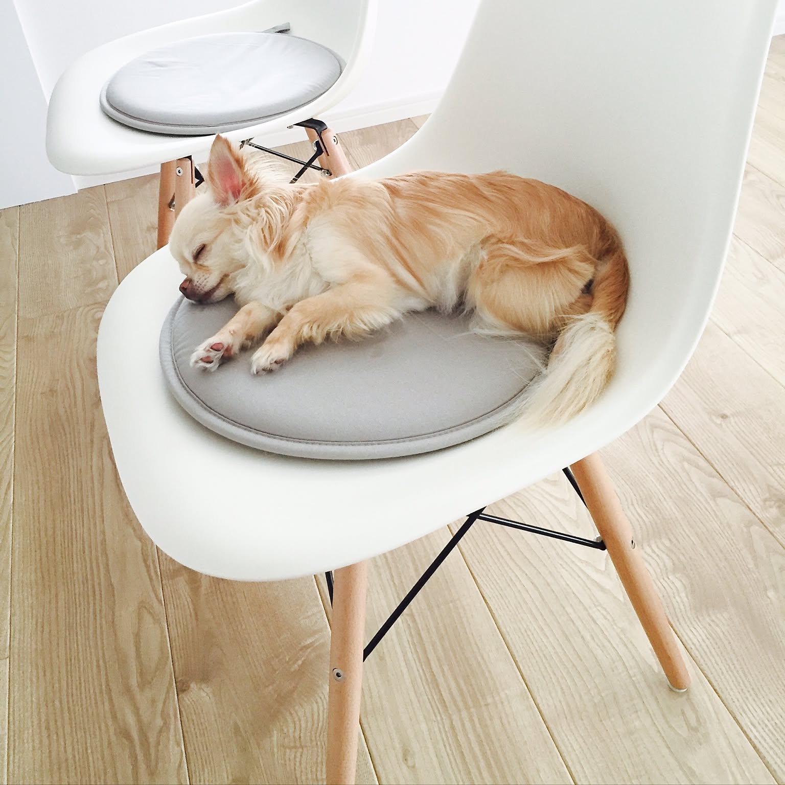 dog chair(犬専用ダイニングチェア) f&f 愛犬用ダイニングチェアー Sサイズ | Pet Salone