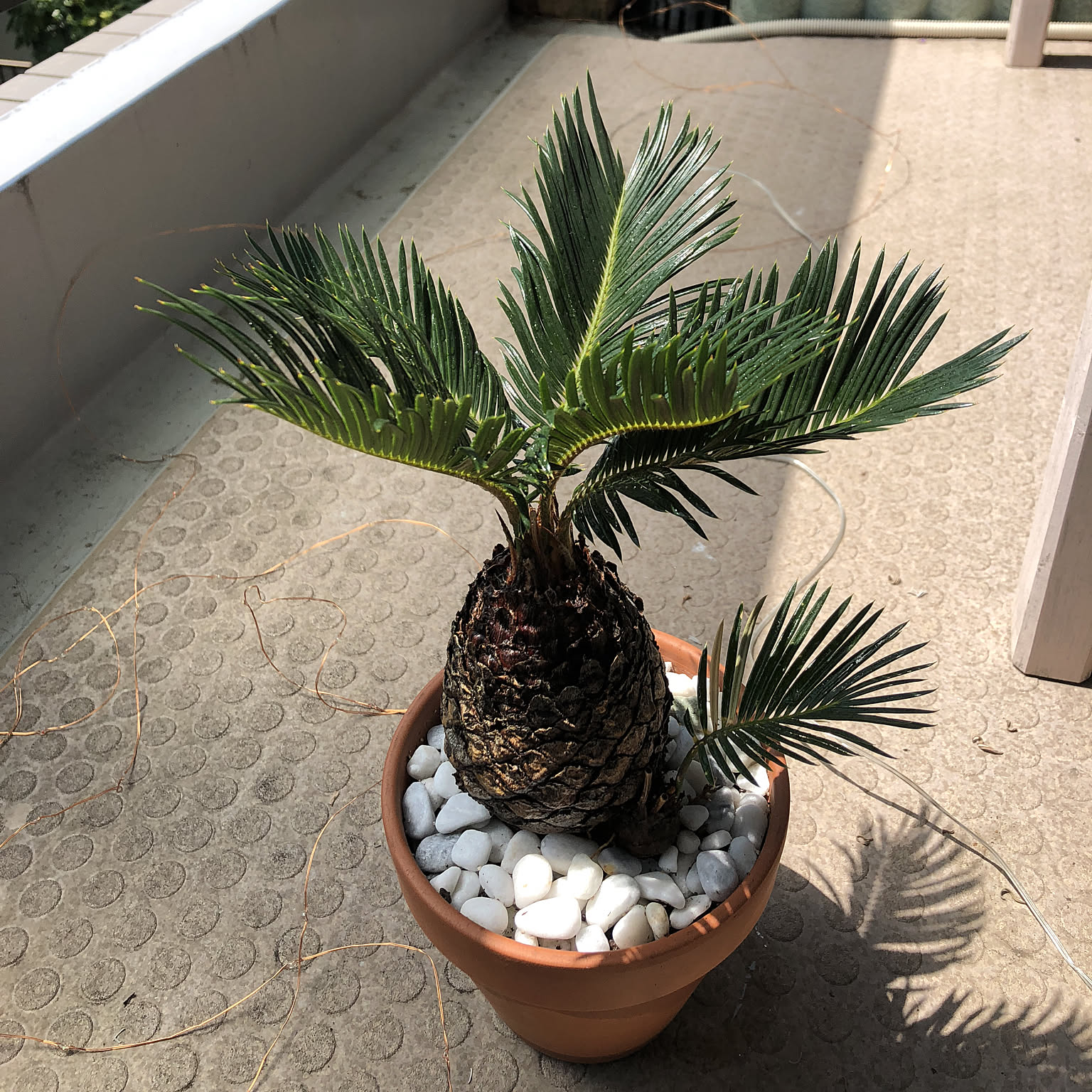 奄美ソテツ（インテリア用サイズ）② 植え替え ソテツのおしゃれなアレンジ・飾り方のインテリア実例