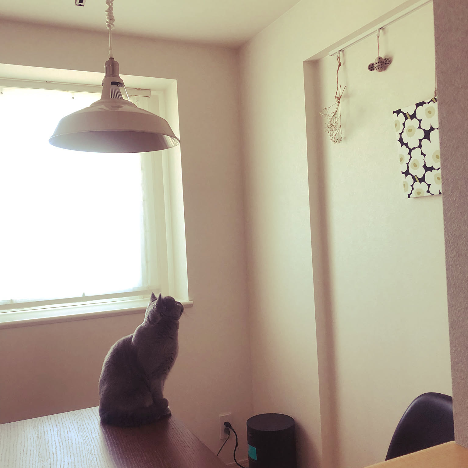 猫と暮らす ペンダントライトのおすすめ商品とおしゃれな実例