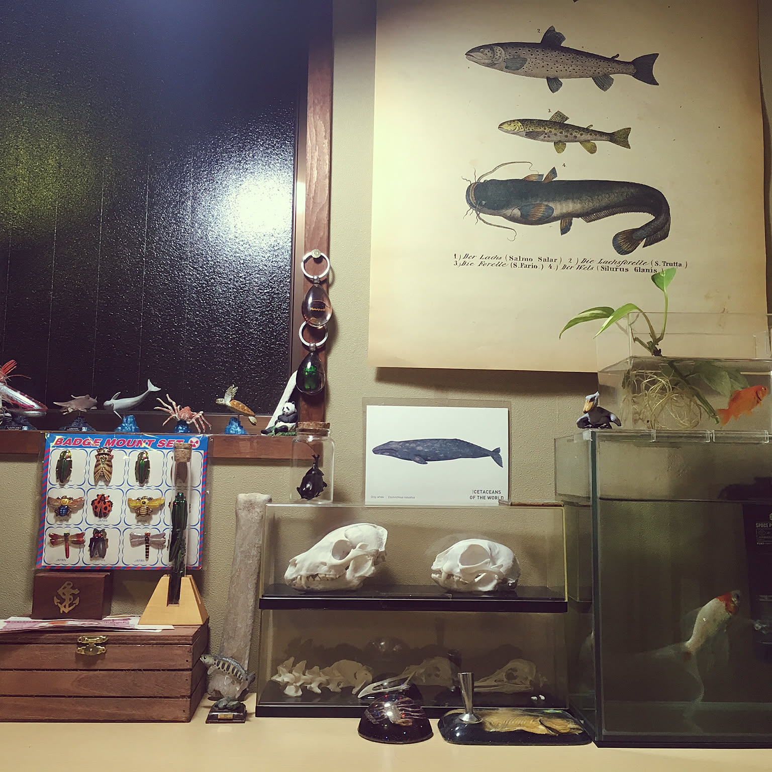 アンテロープ 頭骨 標本 インテリア装飾 アンテロープ 頭骨 標本