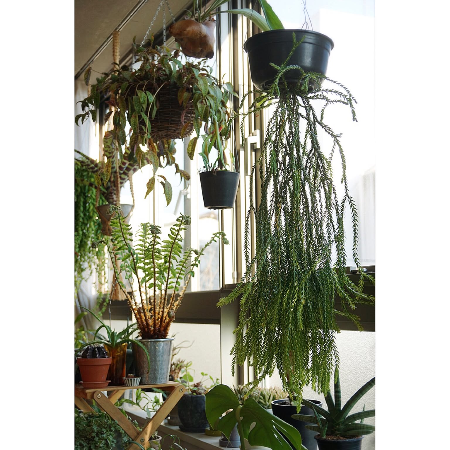 【特価】 フペルジア （フペルジア セット カリナータ と スクアローサ その他観葉植物