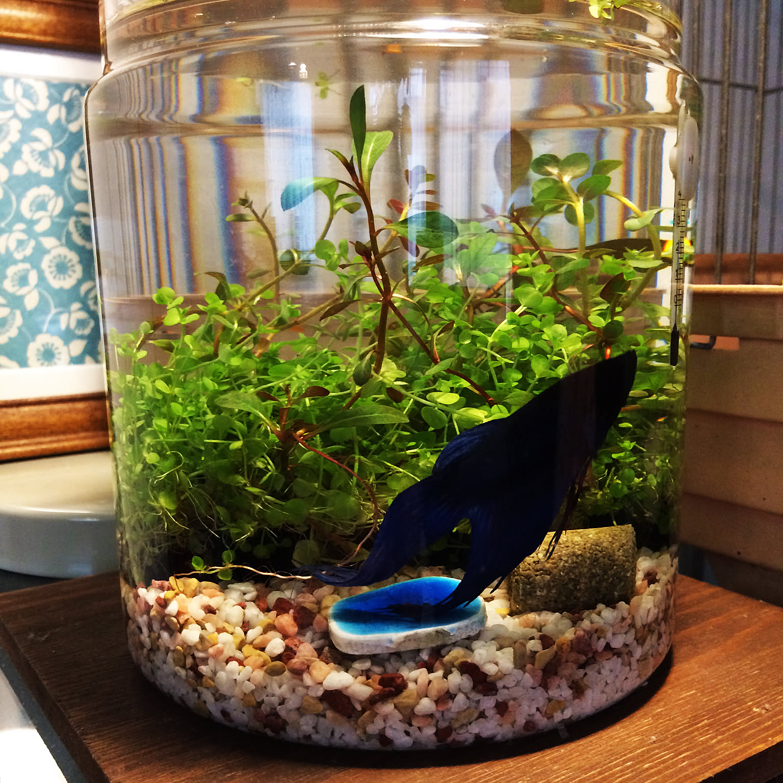 188048e61b0bb21e592931d5a8594d