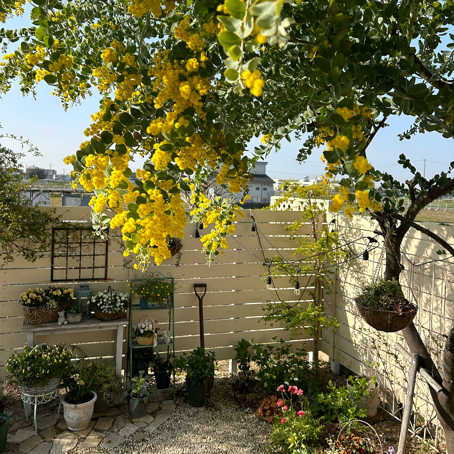 春爛漫 パールアカシアとgreenのスワッグ 春爛漫パールアカシアとgreen