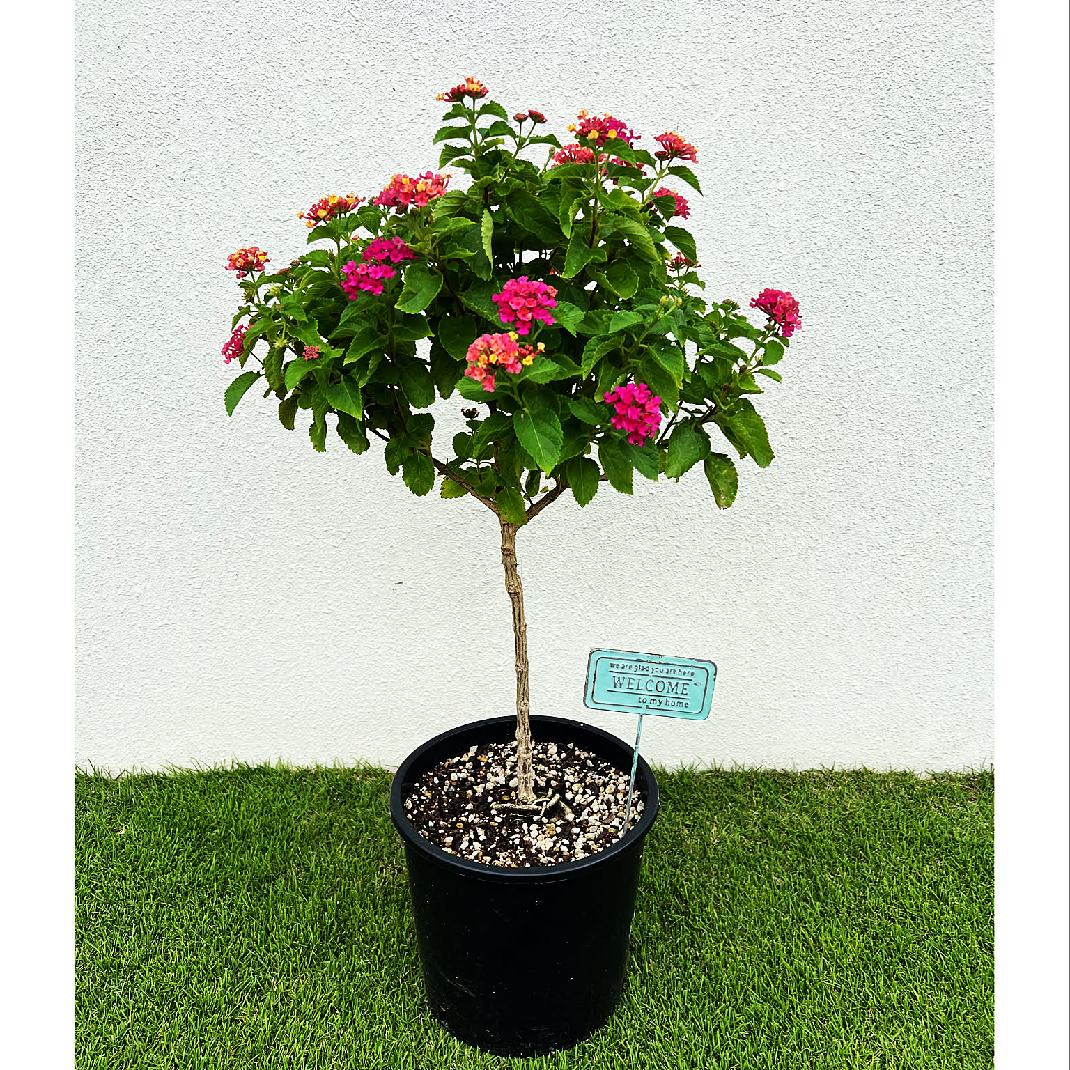 ソテツ 観葉植物 白鉢 約100cm 10号 現品 新芽が出てきました
