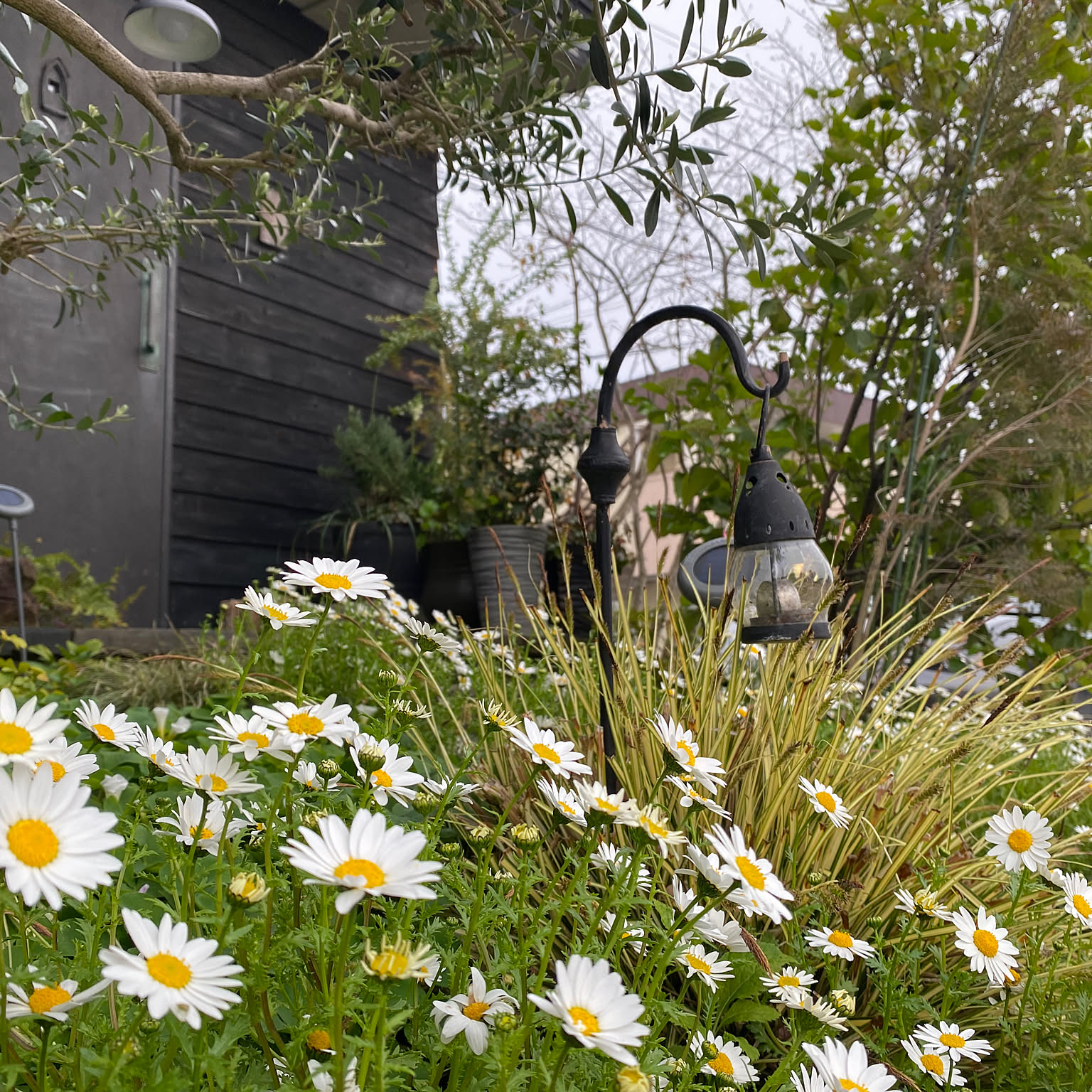 ノースポール✼ 楽天市場】ノースポール（苗物｜ガーデニング・農業）：花・ガーデン