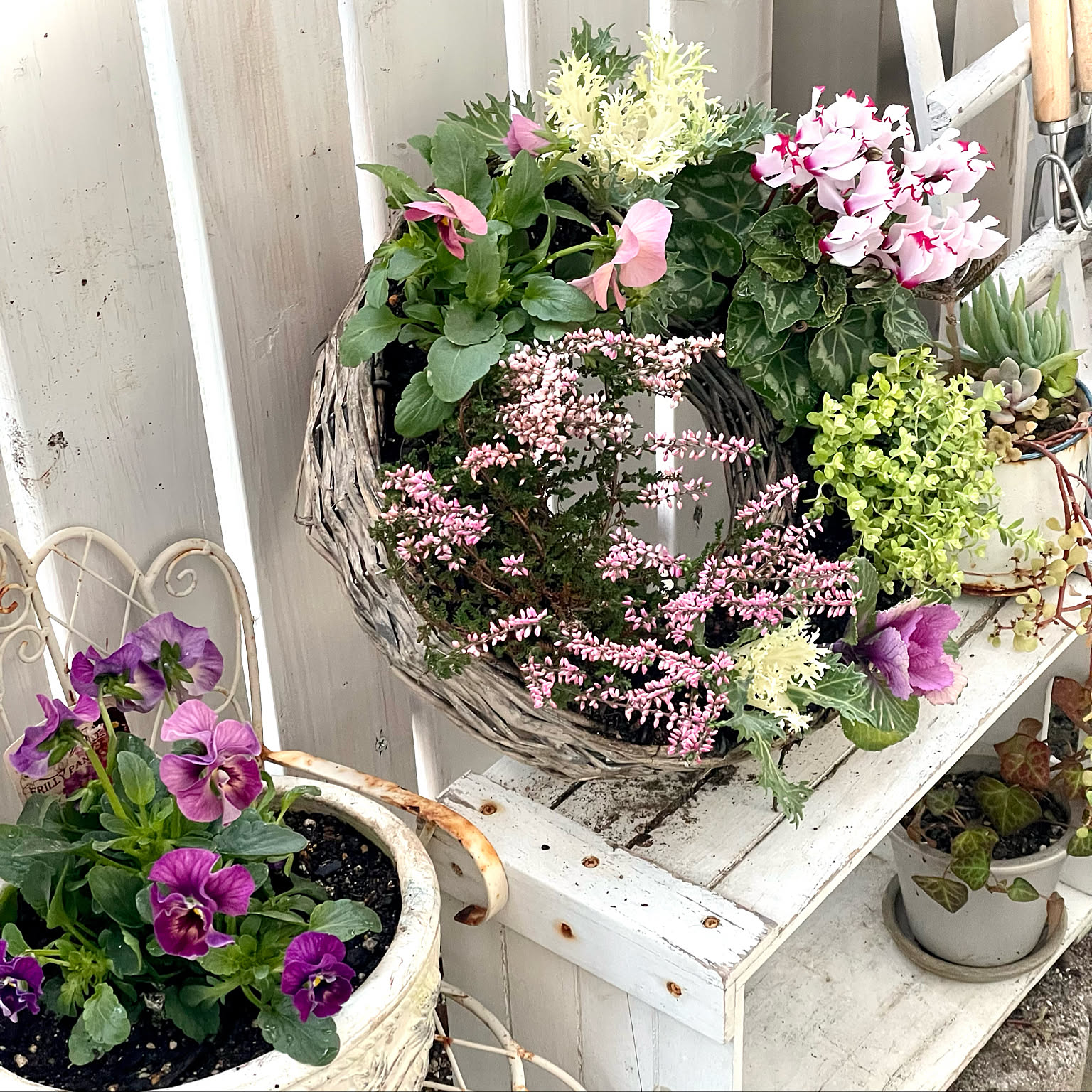 寄せ植え オオデマリのインテリア実例 ｜ RoomClip（ルームクリップ）