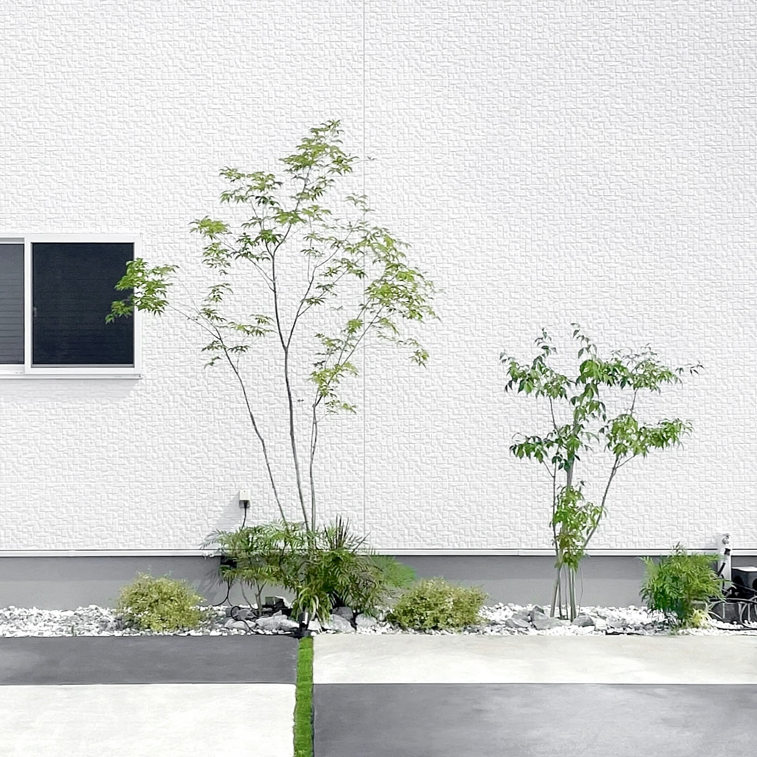 アオダモ（巨大サイズ）インテリア用 アオダモ（巨大サイズ）インテリア用 【公式通販】