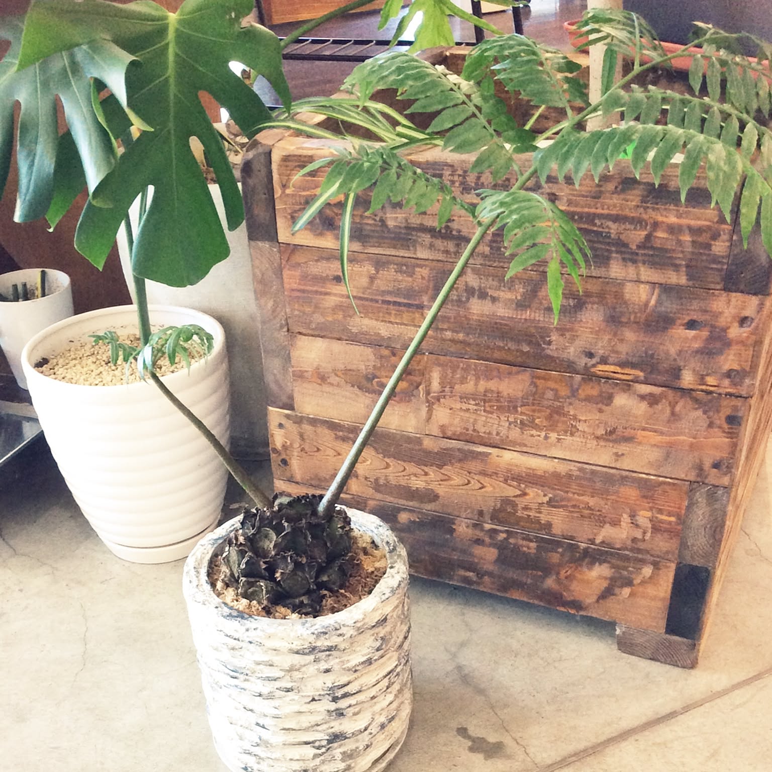 観葉植物 リュウビンタイのおすすめ商品とおしゃれな実例 ｜ RoomClip