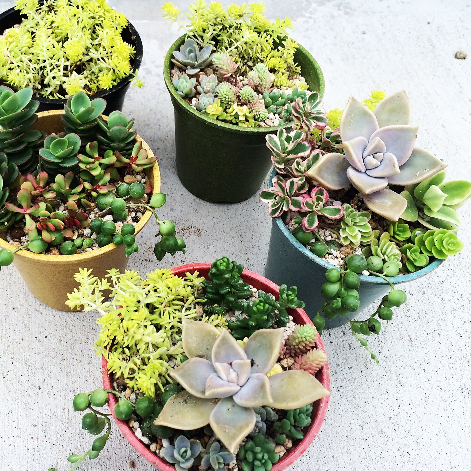 ⭐️ 朧月 いっぱ～い⭐️エケベリア 強健多肉 寄せ植え 多頭 鉢内全部 ⭐️ 朧月 いっぱ～い⭐️エケベリア 強健多肉 寄せ植え 多頭 鉢